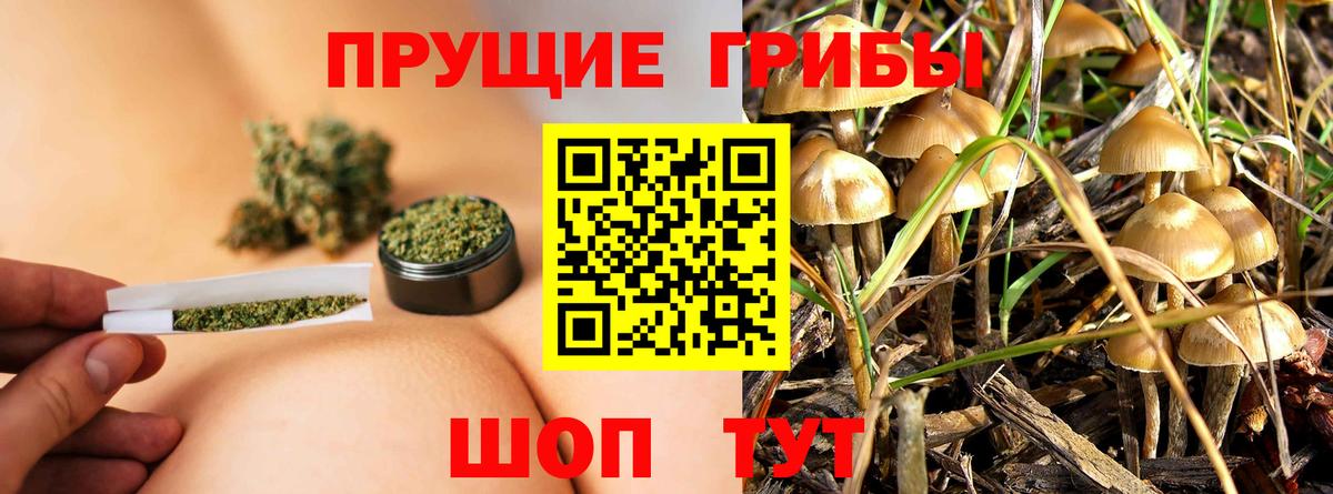 Елабуга  Галлюциногенные грибы GOLDEN TEACHER  Псилоцибиновые грибы Psilocybine cubensis  Вход с VPN 